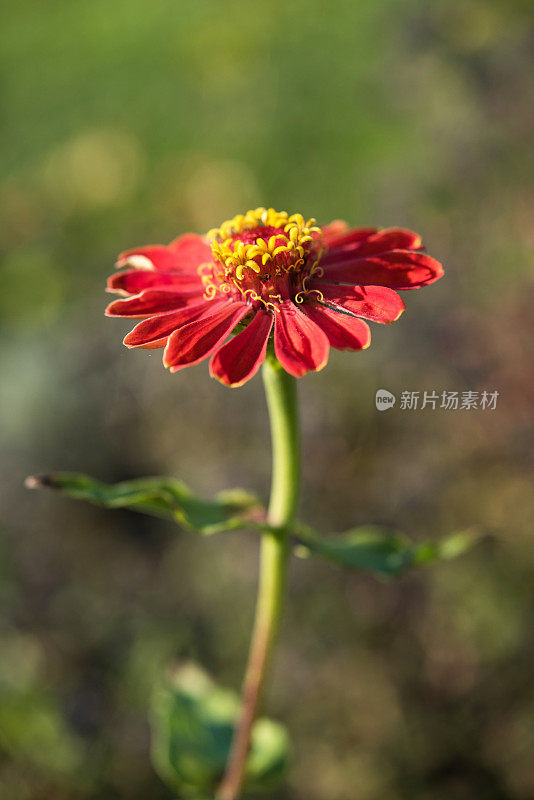 红百日草(Zinnia elegans)花